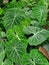 Beautiful green and white veined leaves of Philodendron Gloriosum