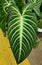 Beautiful green and white veins leaf of Xanthosoma