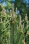 Beautiful green wild Spruce Tree with small young colorful cones, closeup, details