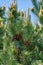 Beautiful green wild Spruce Tree with small young colorful cones, closeup, details