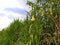 beautiful green yellow Brugmansia arborea angel horn flower