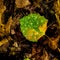 Beautiful green and yellow leaf amongst the forest floor