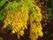 Beautiful green and yellow leaves and seeds on tree branches in winter in Israel.