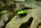 Beautiful Green yellow reflector beetle with black spots