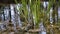 Beautiful Green Young Reeds Grow on the Water in the Pond. Close up. Slow motion