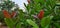 Beautiful greenery of cashew trees with fresh leaves