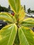 Beautiful greenery plant in parking