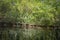 Beautiful greenery and purple flowers reflecting over a small pond in a nature reserve state park