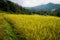 Beautiful greenery rice field from mountain view