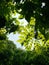 Beautiful greenery view of trees and leaf