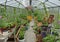 Beautiful greenhouse with flowers and vegetables in summer day