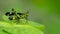 Beautiful greenish Monkey Grasshopper Erianthus versicolor perching on a leaf