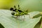 Beautiful greenish Monkey Grasshopper Erianthus versicolor perching on a leaf