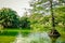 Beautiful greenish water and trees growing in pond of Ciutadella Park, Barcelona, Spain