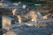 Beautiful greenland sled dog lighted with backlight from warm summer sun. Ilulissat, Greenland. Greenland Dog puppy These breeds