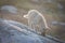 Beautiful greenland sled dog lighted with backlight from warm summer sun. Ilulissat, Greenland. Greenland Dog puppy These breeds