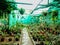 Beautiful Greeny Nursery with money plants, pots, plant wall shelfs, Indoor plants, Sun Shade net cloths, oxygen plants