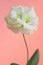 Beautiful greeny white eustoma flower on pink background