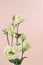 Beautiful greeny white eustoma flowers bouquet on pink background