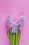Beautiful greeting card with pink hyacinths on pink surface. Happy Easter, Women, Valentines, Mothers Day, Birthday, wedding