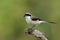 Beautiful grey bird with brown and black wings perching on wooden branch over green background, Bay-backed shrike