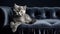 Beautiful grey cat lying on a soft chair. Domestic long hair cat on a sofa. Generative AI