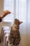 A beautiful grey cat is sitting on the sofa, playing with a feather and looking at a hostess