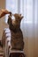 A beautiful grey cat is sitting on the sofa, playing with a feather and looking at a hostess