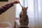 A beautiful grey cat is sitting on the sofa, playing with a feather and looking at a hostess