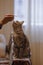 A beautiful grey cat is sitting on the sofa, playing with a feather and looking at a hostess