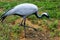 Beautiful grey crane with a black beak