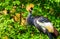 Beautiful grey crowned crane in closeup, tropical bird specie from Africa, Endangered animal species