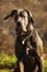 Beautiful grey dog siting in the grass and looking in the nature.