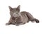 Beautiful Grey Domestic Shorthair Cat Laying