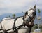 A beautiful grey draft horse in harness