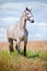 Beautiful grey Dutch Warmblood horse on a field