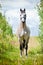 Beautiful grey Dutch Warmblood horse on a field