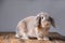 Beautiful grey easter bunny