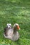 Beautiful grey gander from French Marais Poitevin in grass, copy space