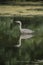 Beautiful Grey Heron bird Ardea Cinerea Pelecaniformes on lake in Summer hunting small fish in water