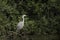 Beautiful Grey Heron bird Ardea Cinerea Pelecaniformes on lake in Summer hunting small fish in water