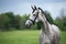 Beautiful grey horse posing outdoors