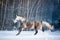 Beautiful grey horse running in winter