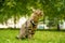 Beautiful grey maine coon cat in leash and harness walking in the city park on the green grass