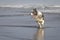 Beautiful grey merle border collie dog looking to the side in ocean