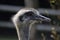 The beautiful grey ostrich with a grey beak