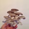 Beautiful grey oyster mushroom