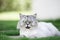 Beautiful grey persian chinchilla cat with green eyes lying on the grass.