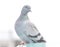 Beautiful grey Pigeon facing back