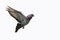 Beautiful grey pigeon in flight